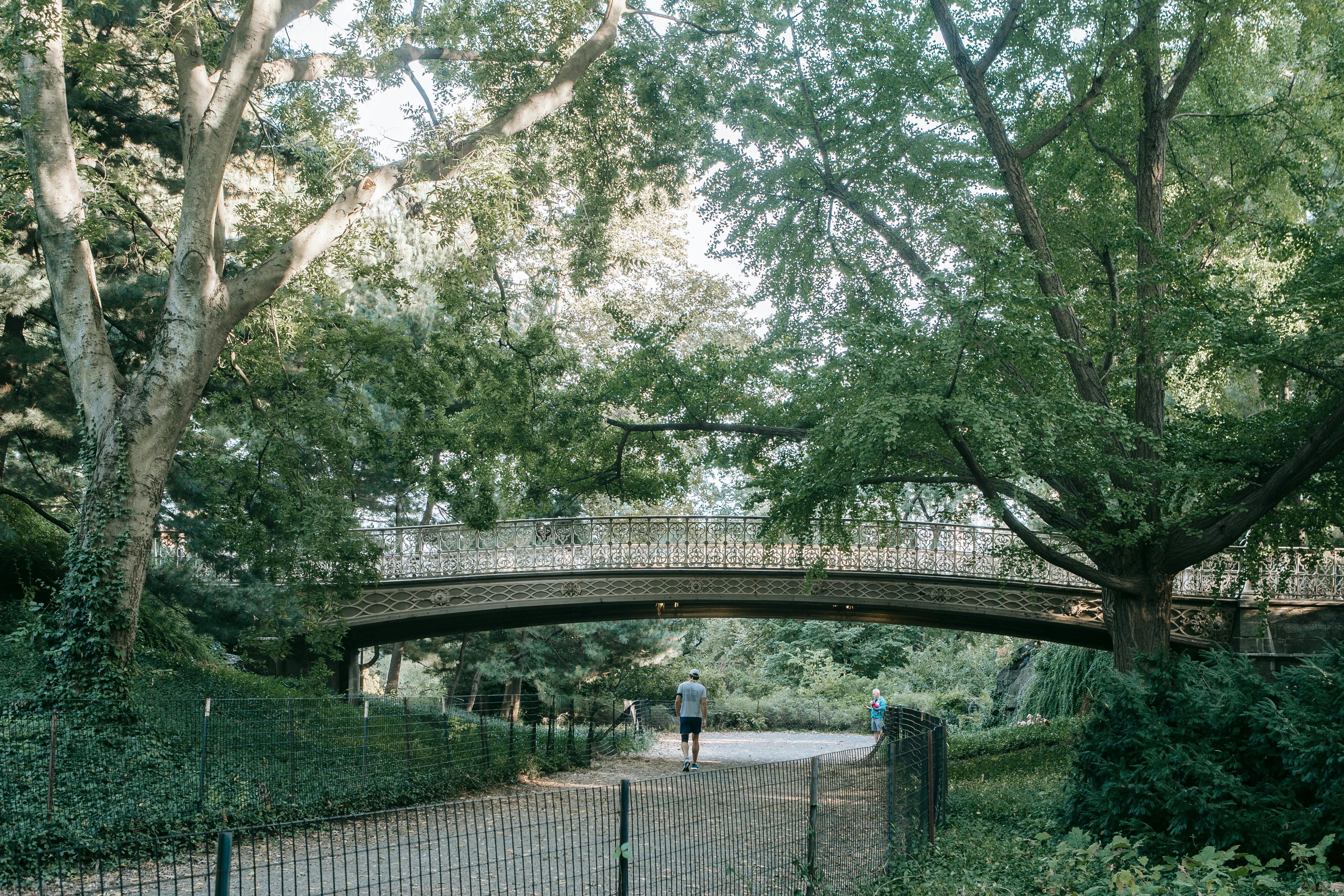 Albanyga's Urban Forest